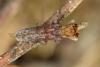 311686 – Photo : Cédric Alonso – France (34)